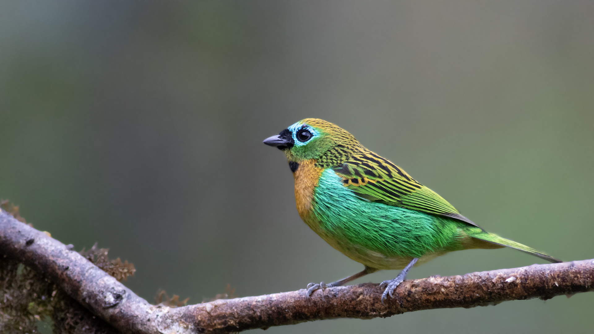 Brassy-breasted Tanager
